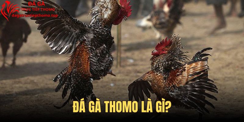 Đá Gà Thomo Là Gì - Thông Tin Chi Tiết Về Luật Chơi Chọi Kê