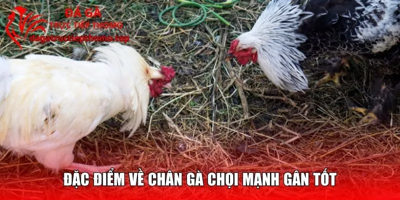 Đặc điểm về chân gà chọi mạnh gân tốt