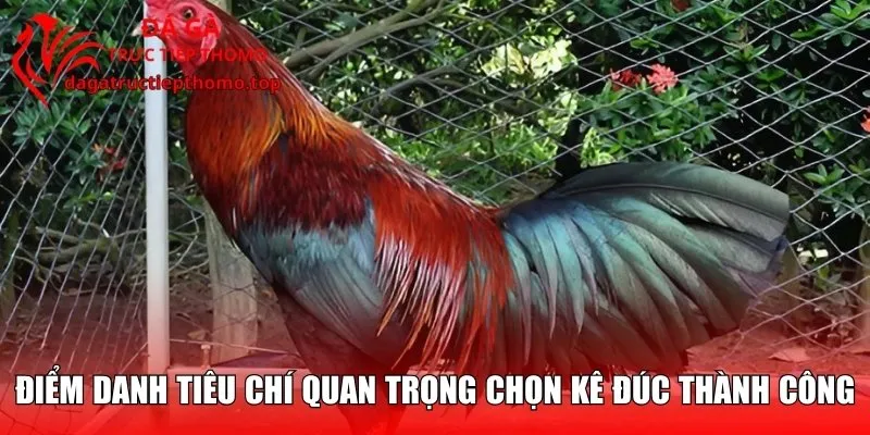 Điểm danh tiêu chí quan trọng chọn kê đúc thành công