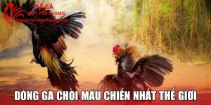 Những Dòng Gà Chọi Máu Chiến Nhất Thế Giới – Asil, Peru, Sweater, Hatch