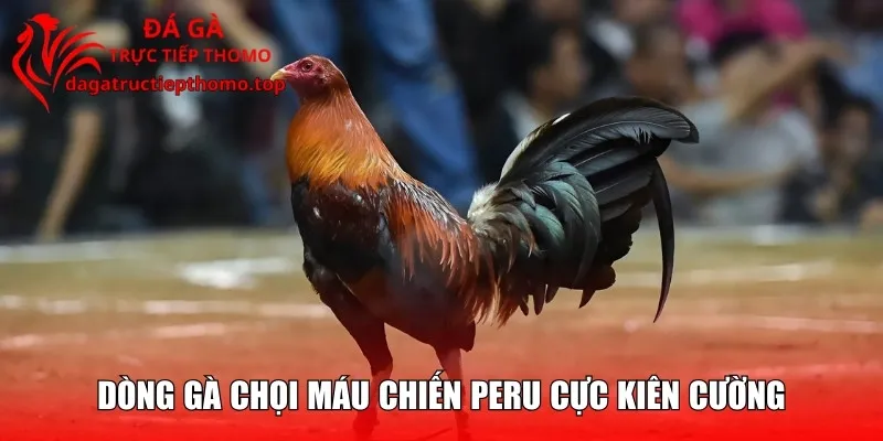Dòng gà chọi máu chiến Peru cực kiên cường