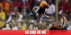 Gà Chọi Đá Mé Là Gì? Tất Cả Thông Tin Sư Kê Nên Biết