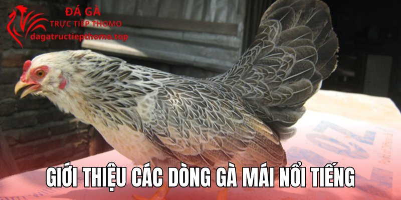 Giới thiệu các dòng gà mái nổi tiếng
