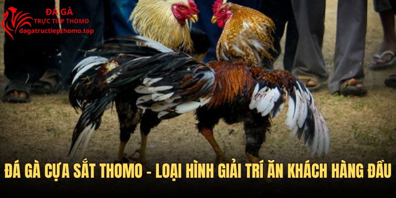 Loại hình thi đấu chọi kê ăn khách top 1 khu vực Á Đông