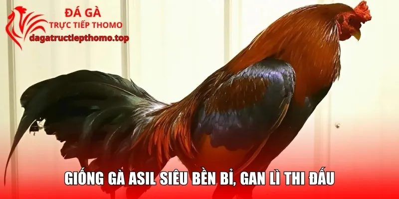 Giống gà Asil siêu bền bỉ, gan lì thi đấu