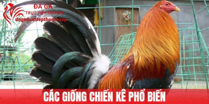 Cách nhận biết kê đá giỏi qua giống phổ biến