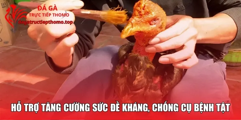 Hỗ trợ tăng cường sức đề kháng, chống cụ bệnh tật