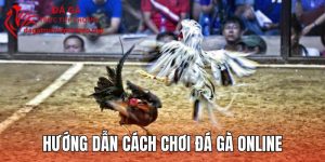 Hướng Dẫn Cách Chơi Đá Gà Online Dành Cho Người Mới