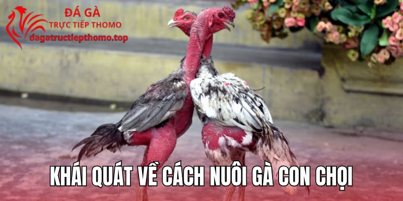 Khái quát về cách nuôi gà con chọi