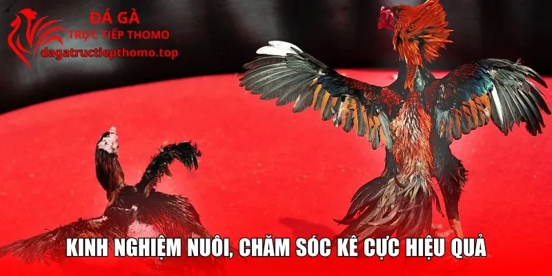 Kinh nghiệm nuôi, chăm sóc kê cực hiệu quả