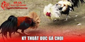 Kỹ Thuật Đúc Gà Chọi – Tạo Nên Chiến Kê “Di Truyền Vô Địch