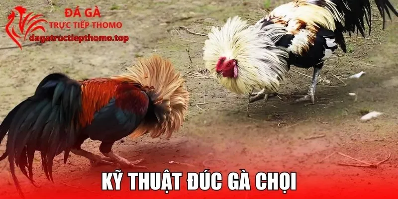 Kỹ Thuật Đúc Gà Chọi – Tạo Nên Chiến Kê “Di Truyền Vô Địch