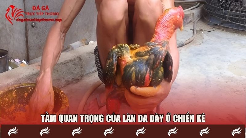 Tầm quan trọng của làn da dày ở chiến kê