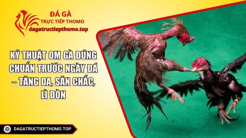 Kỹ Thuật Om Gà Đúng Chuẩn Trước Ngày Đá – Tăng Da, Săn Chắc, Lì Đòn