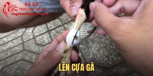 Cách Lên Cựa Gà Chuẩn Xác - Học Kỹ Thuật Trong 2 Phút