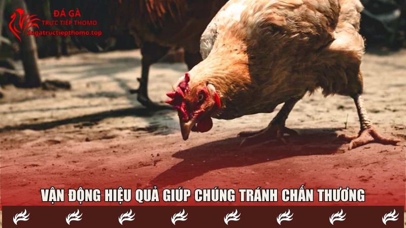 Vận động hiệu quả giúp chúng tránh chấn thương