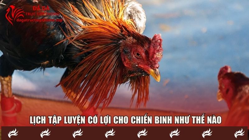 Giải thích một lịch tập luyện cho gà chọi có lợi như thế nào