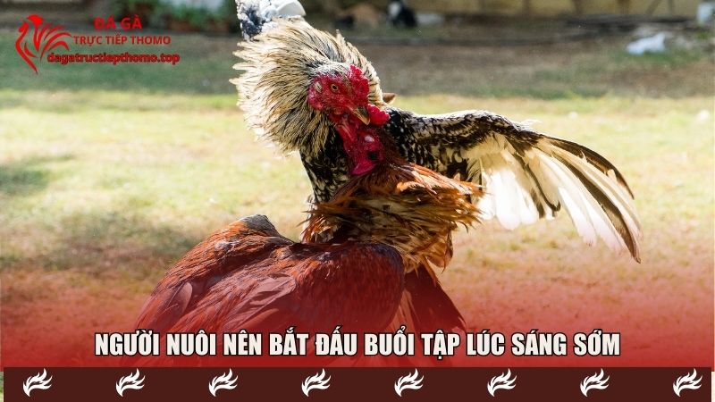 Người nuôi nên bắt đầu lịch tập luyện cho gà chọi lúc sáng sớm