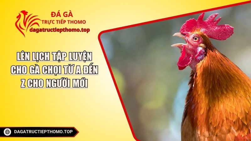 Lên Lịch Tập Luyện Cho Gà Chọi Từ A Đến Z Cho Người Mới