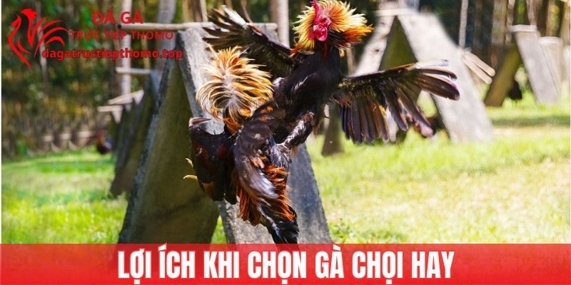 Chọn gà chọi hay sẽ giúp bạn tăng tỷ lệ thắng trận đấu