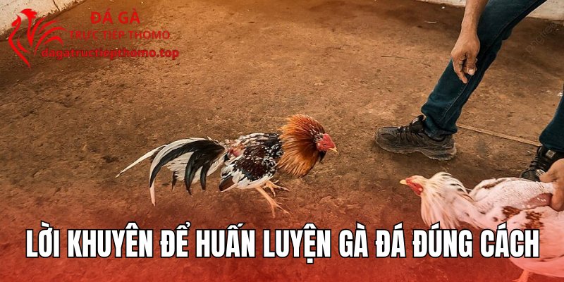 Lời khuyên để huấn luyện gà đá đúng cách