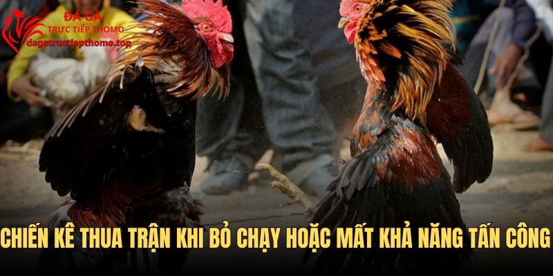 Chiến kê thua trận khi bỏ chạy hoặc mất khả năng tấn công