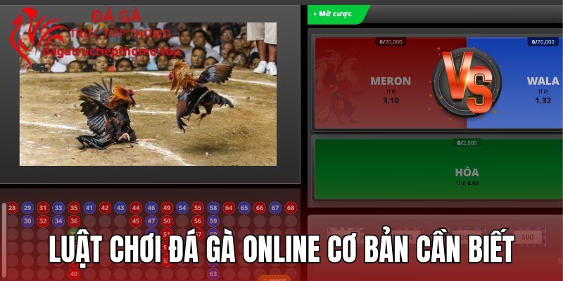 Luật chơi đá gà online cơ bản nên nhớ