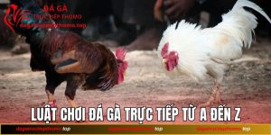 Luật Chơi Đá Gà Trực Tiếp Từ A Đến Z Cho Người Mới 2025