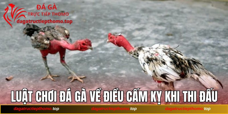 Luật chơi đá gà về điều cấm kỵ khi thi đấu
