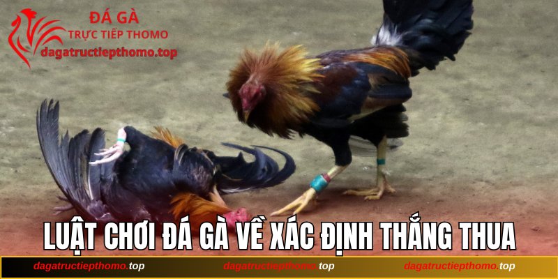 Luật chơi đá gà về xác định thắng thua