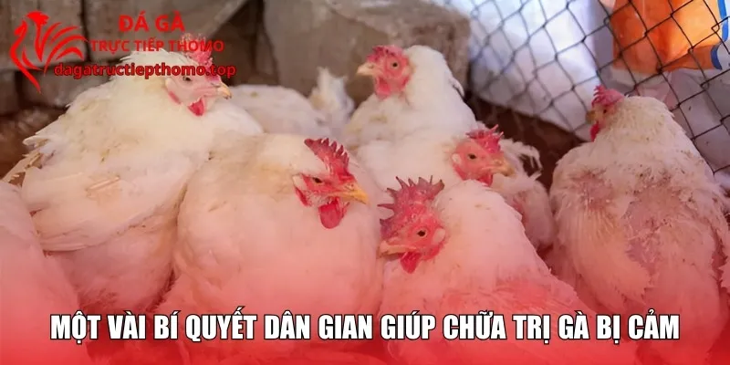 Một vài bí quyết dân gian giúp chữa trị gà bị cảm
