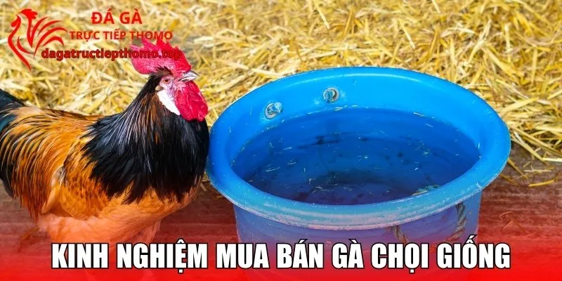 Kinh Nghiệm Mua Bán Gà Chọi Giống Từ Chuyên Gia Mới Nhất