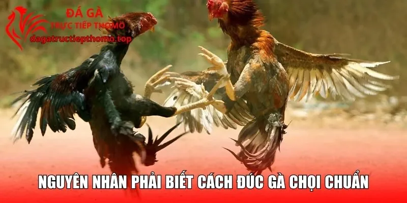 Lý do cần biết kỹ thuật đúc gà chọi