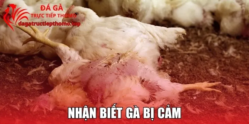 Cách Nhận Biết Gà Bị Cảm Và Biện Pháp Điều Trị Hiệu Quả