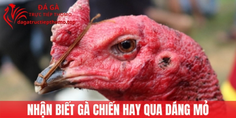 Nhận biết gà chiến hay qua hình dáng mỏ
