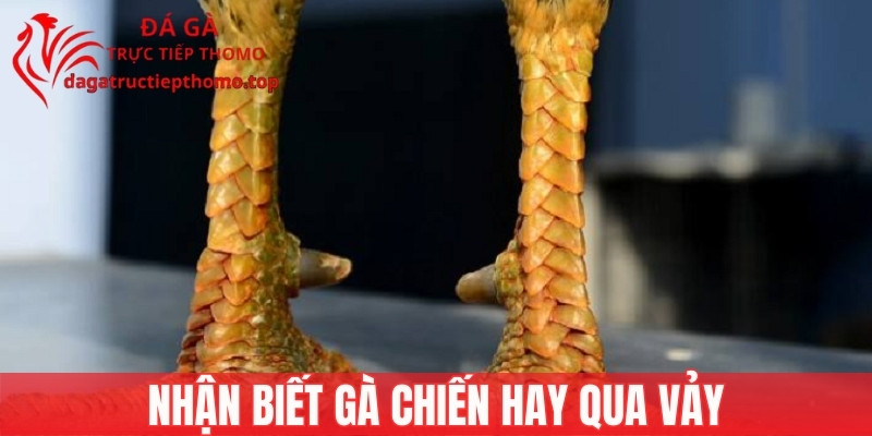 Cách nhận biết gà chiến hay qua vảy