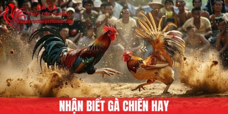 Cách Nhận Biết Gà Chiến Hay, Chuẩn Xác Bạn Nên Bỏ Túi