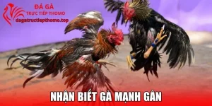 Cách Nhận Biết Gà Mạnh Gân Chuẩn, Hiệu Quả Hàng Đầu 2025