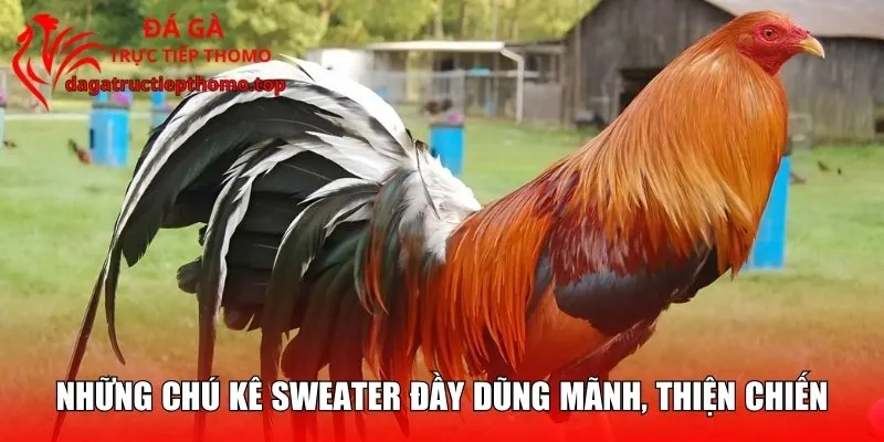 Những chú kê Sweater đầy dũng mãnh, thiện chiến