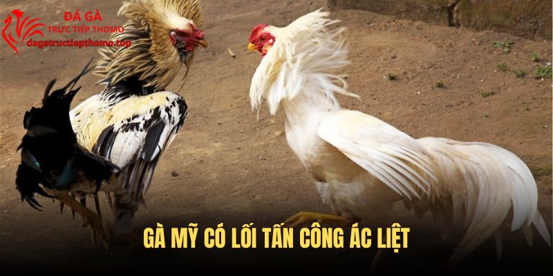 Gà Mỹ sở hữu đôi mắt tinh anh và độ máu chiến cực cao