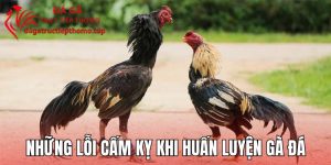 Những Lỗi Cấm Kỵ Khi Huấn Luyện Gà Đá Mà Nhiều Người Mắc Phải