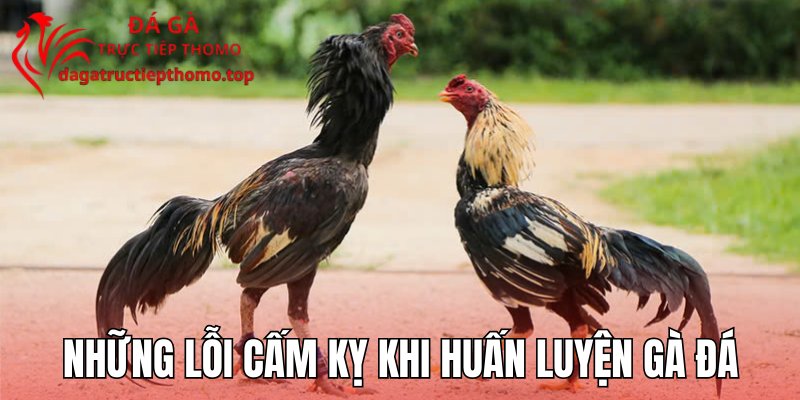 Những Lỗi Cấm Kỵ Khi Huấn Luyện Gà Đá Mà Nhiều Người Mắc Phải