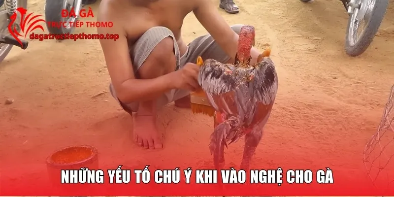 Những yếu tố chú ý khi vào nghệ cho gà