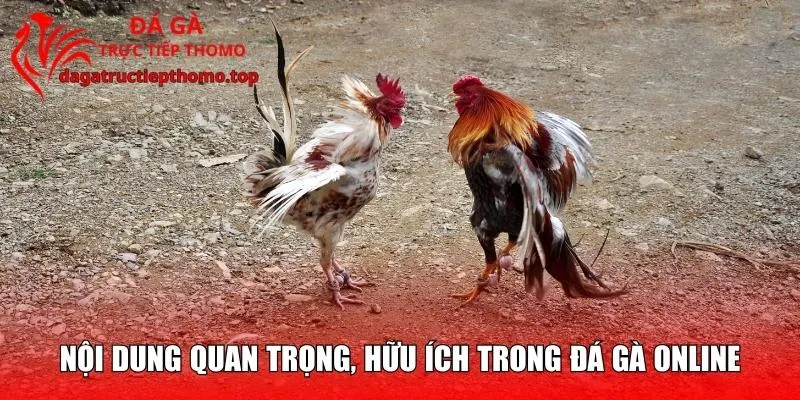Nội dung quan trọng, hữu ích trong đá gà online