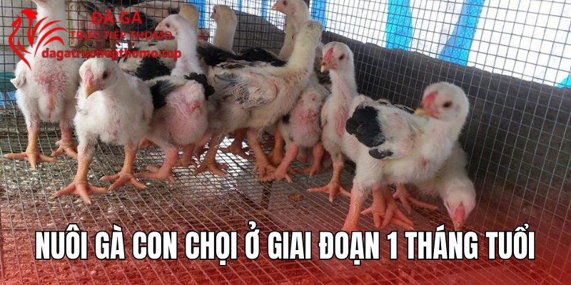 Nuôi gà con chọi ở giai đoạn 1 tháng tuổi