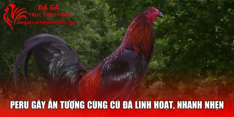 Peru gây ấn tượng cùng cú đá linh hoạt, nhanh nhẹn