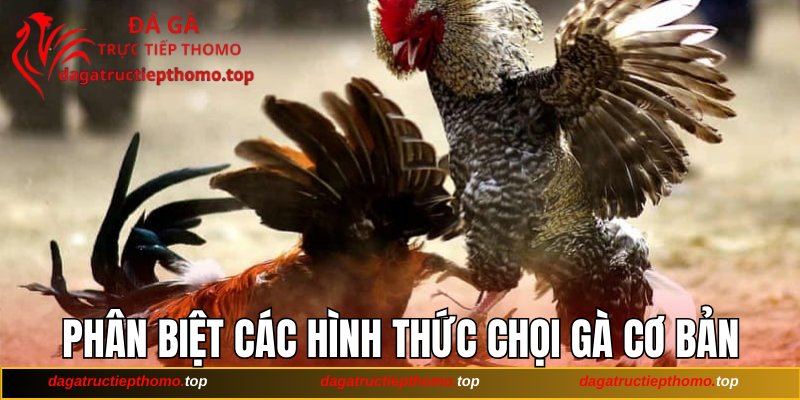 Phân biệt các hình thức chọi gà cơ bản