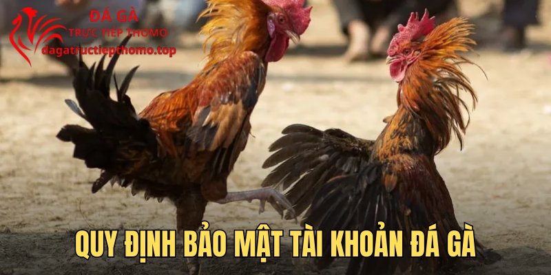 Quy định bảo mật tài khoản đá gà trên mạng