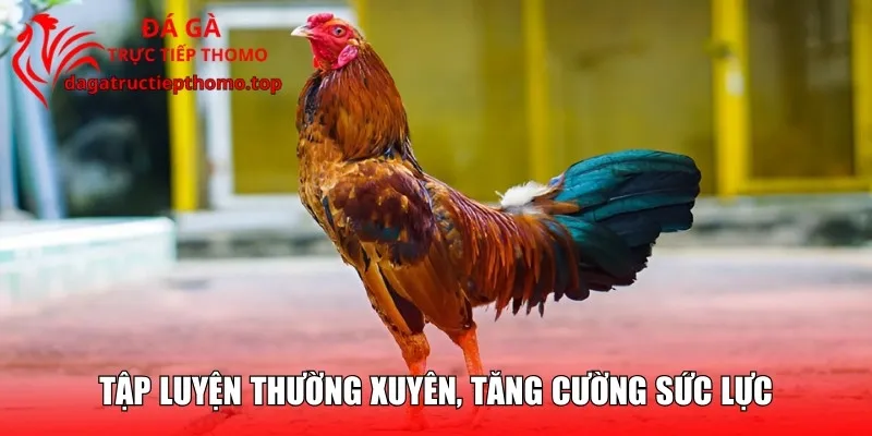 Tập luyện thường xuyên, tăng cường sức lực