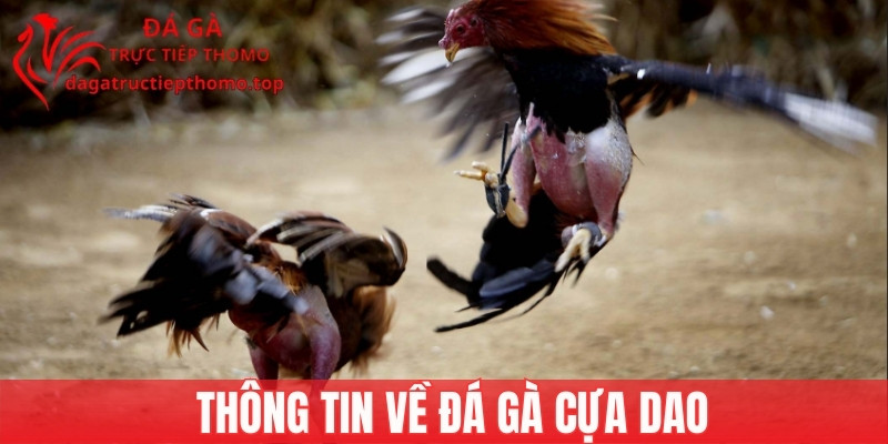 Thông tin về đá gà cựa dao cho người mới